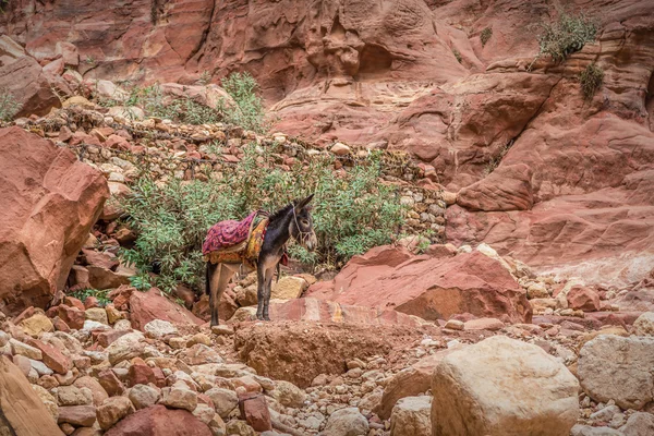 Burro beduíno descansando cercado por paisagem vermelha — Fotografia de Stock