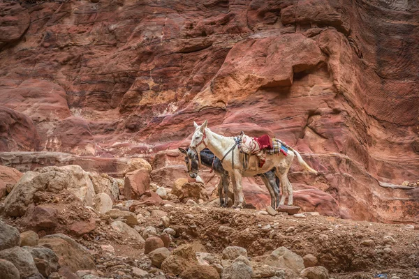 Bedouin åsna vilar omgiven av rött landskap — Stockfoto