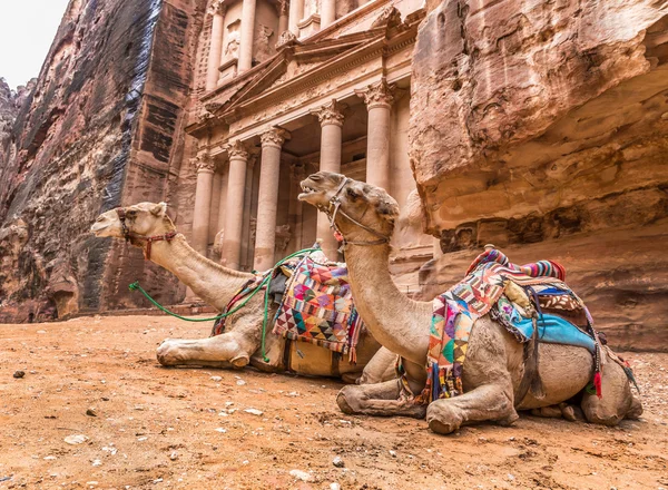 Camello beduino descansa cerca de la tesorería Al Khazneh — Foto de Stock