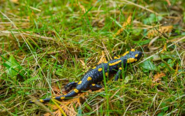 Yangın semender çim