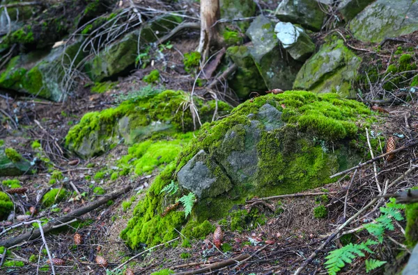 Stein moosig Schuss aus nächster Nähe im Wald — Stockfoto