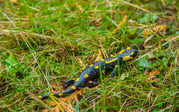 Salamandra fuego en la hierba —  Fotos de Stock