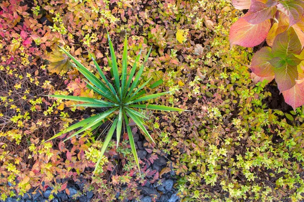 Grüne Pflanze im herbstlichen Garten — Stockfoto