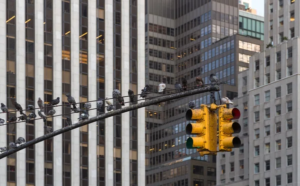 Semáforo en el fondo de rascacielos en Nueva York — Foto de Stock
