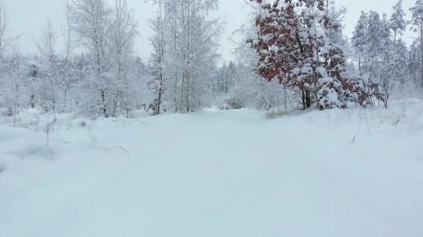 冬季森林里的雪道向前移动. — 图库视频影像