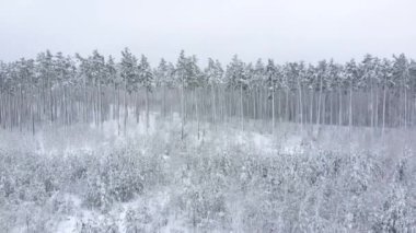 Öndeki genç kış ormanı. Hava görünümü.