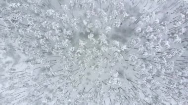 Kışın karlı çam ağaçlarının üzerinde uçarken.