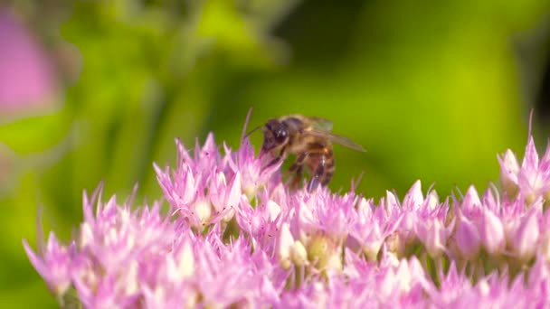 Macro de abeja recolectando polen de Milkweed — Vídeo de stock