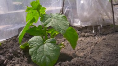 Sebze bahçesinde salatalık suluyorum..