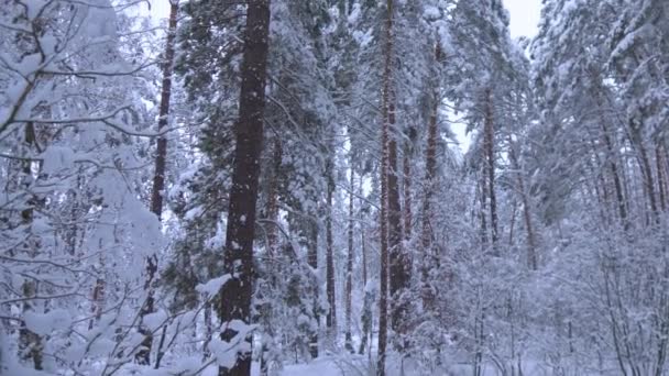 Πεύκα στο χιόνι. Πτώση χιονιού στο χειμερινό δάσος — Αρχείο Βίντεο