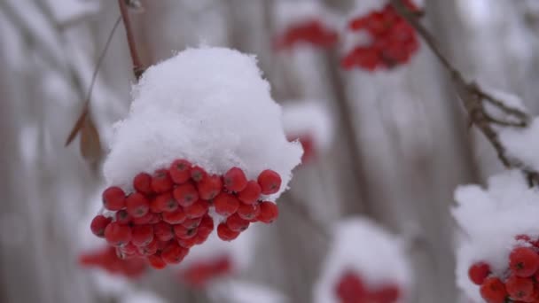 Vogelbeerstrauß unter dem Schnee — Stockvideo