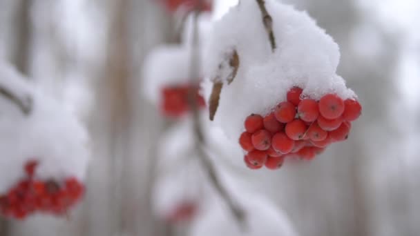 Ramo de ceniza roja de montaña bajo la nieve — Vídeos de Stock