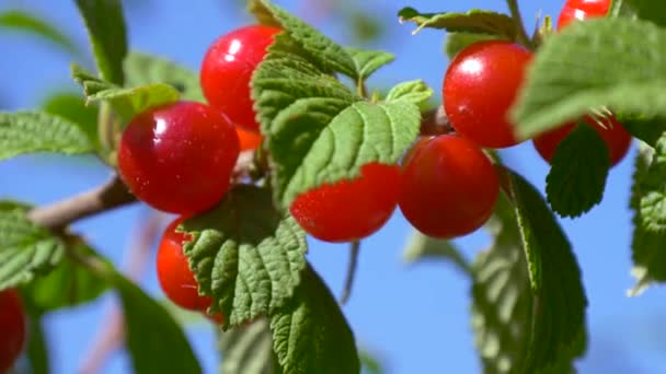Close-up van Japanse bush kers fruit — Stockvideo