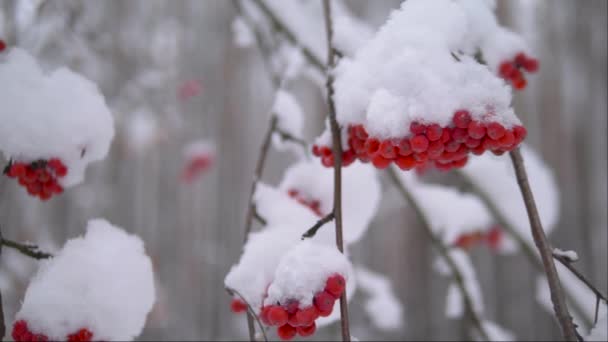 Röda rönbär under snö. Närbild, 4K video — Stockvideo
