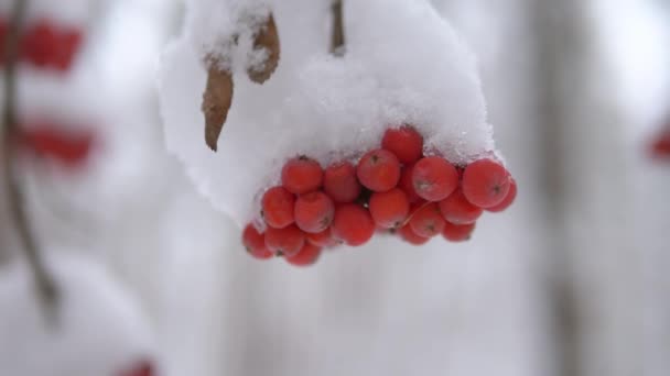 Manojo de Rowan bajo la nieve. Primer plano, enfoque suave — Vídeo de stock