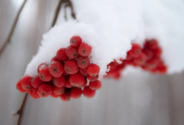 Рябина Снегом Красные Сгустки Ветки Рябины Покрыты Первым Зимним Снегом — стоковое фото