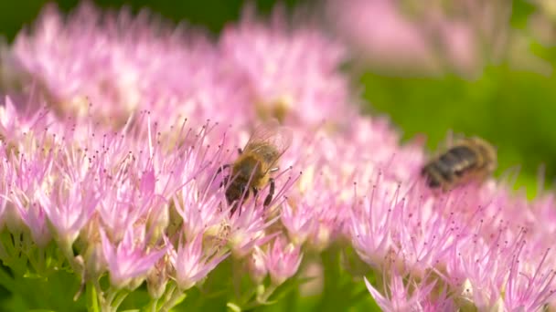 Macro de pollen de collecte d'abeilles de l'asclépiade — Video