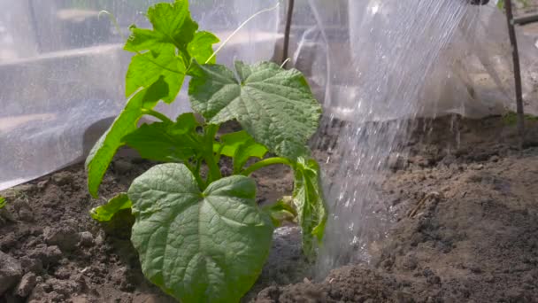 Jeune plante de concombre arrosée à partir d'un arrosoir. — Video