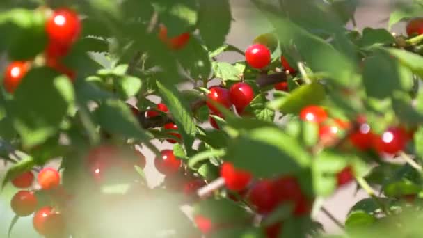 Czerwona wiśnia dojrzała na drzewie w okresie letnim — Wideo stockowe