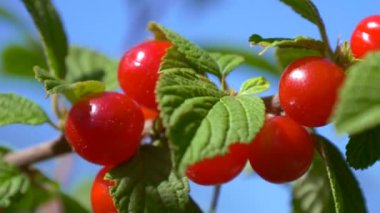 Yazın ağaçta olgun kırmızı kiraz