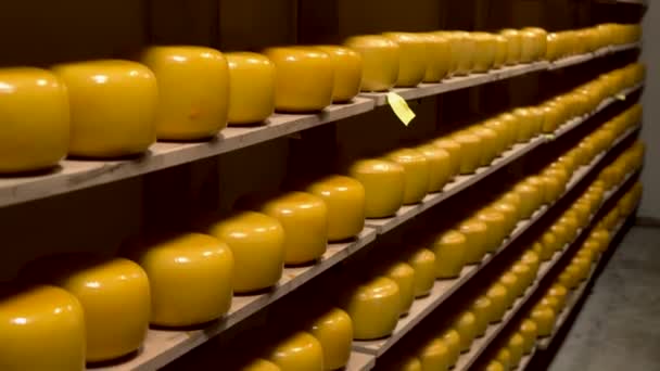 Shelves with cheese at a cheese warehouse. — Stock Video