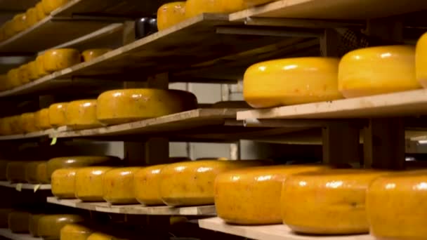 Produktionsverkstad för ost i en mejerifabrik — Stockvideo