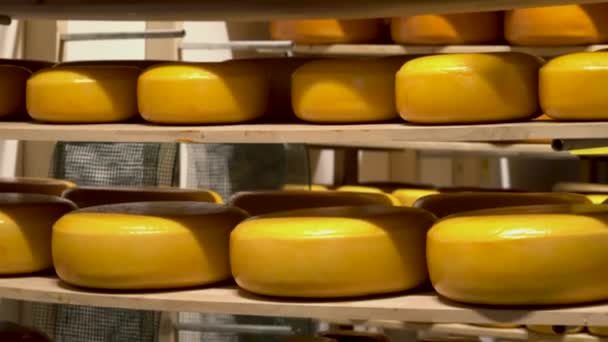 Industrielle Produktion von Käse, Lagerung von Käse. — Stockvideo