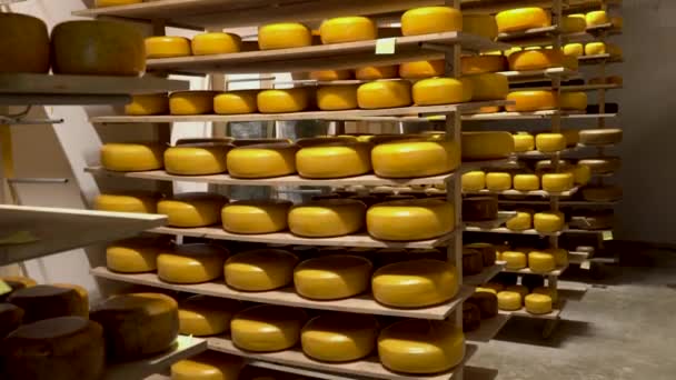 Produktionsverkstad för ost i en mejerifabrik. — Stockvideo