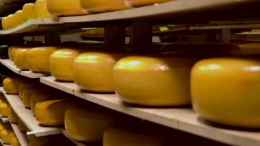 Bir mandıra fabrikasında peynir üretim atölyesi.