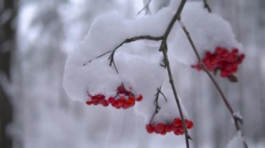 Kar altında kırmızı rowanberry. Kapat, 4K video