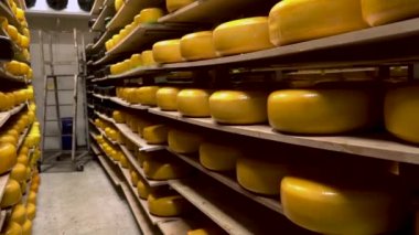 Sert peynirlerin endüstriyel üretimi,