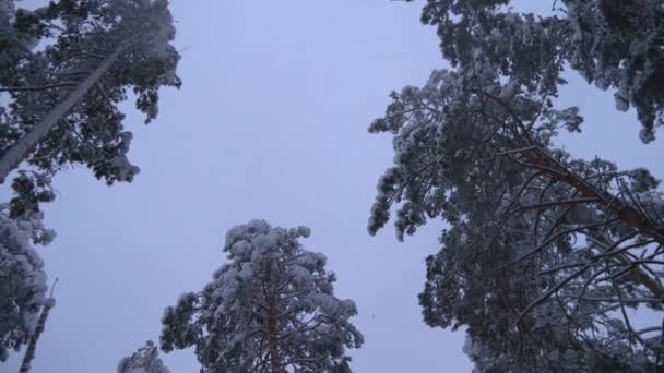 Pine trees in the snow. Snowfall in winter forest — Stock Video