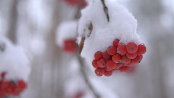 Rowan bunch under the snow. Close up, soft focus — Stock Video
