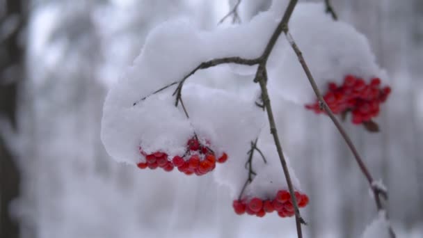 Red rowanberry under snow. Close up, 4K video — Stock Video