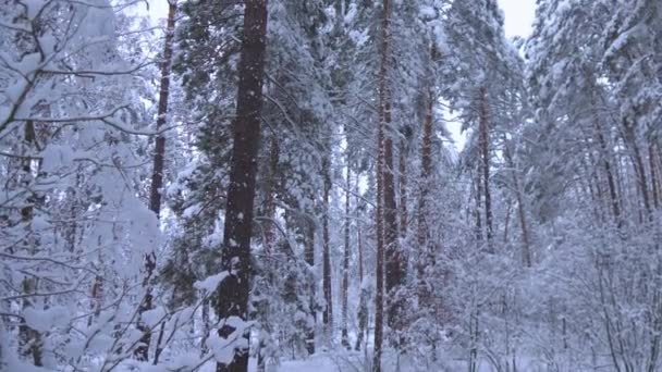 Pine trees in the snow. Snowfall in winter forest — Stock Video