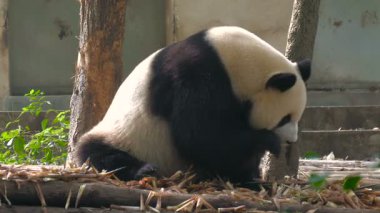 Bambu yiyen dev panda. Çin 'in Sichuan Eyaleti, Chengdu' da ağaçların üzerine uzanmış bambu yiyen dev panda. Panda bambuları ısırıyor. Siyah ve beyaz panda ormanda bambu yiyor..