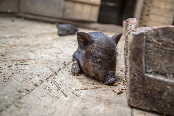 Cerdos pequeños en la granja — Foto de Stock