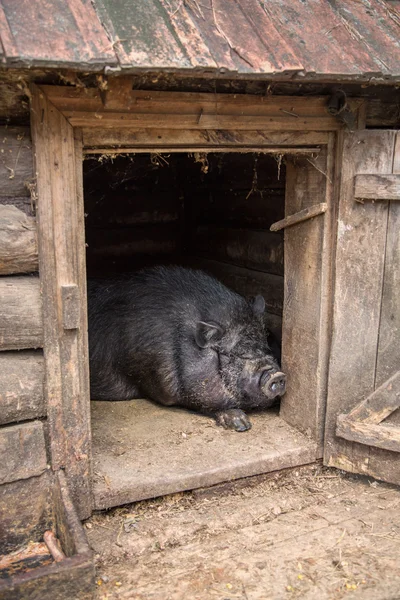 Cerdo de barriga está en el granero . — Foto de Stock