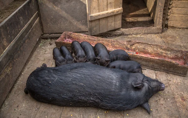 Sembrar alimentar a los cerdos — Foto de Stock