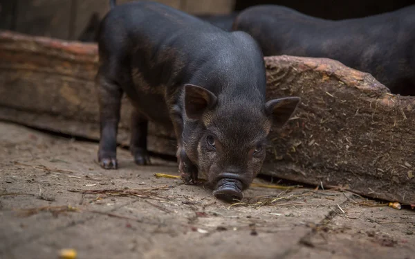 Cerdos pequeños en la granja — Foto de Stock