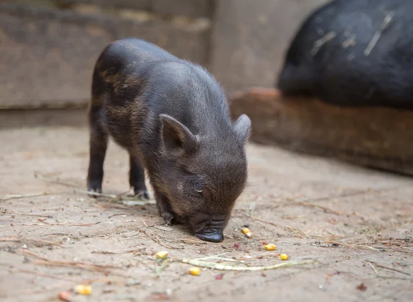 Small pigs in the farm — Stock Photo, Image