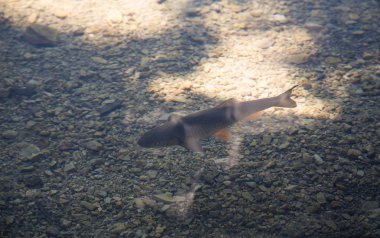 Temiz, berrak suda balık