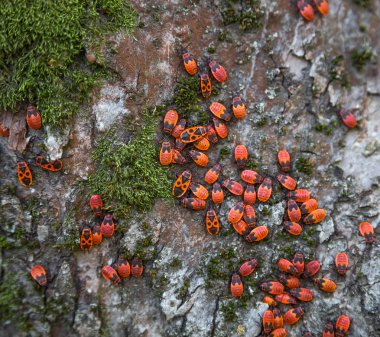 Family red bugs on the bark of a tree clipart