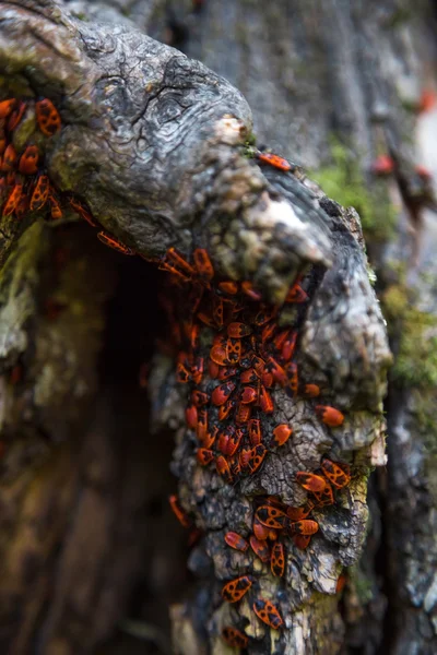 Familie rote Käfer auf der Rinde eines Baumes — Stockfoto