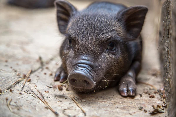 Cerdos pequeños en la granja — Foto de Stock