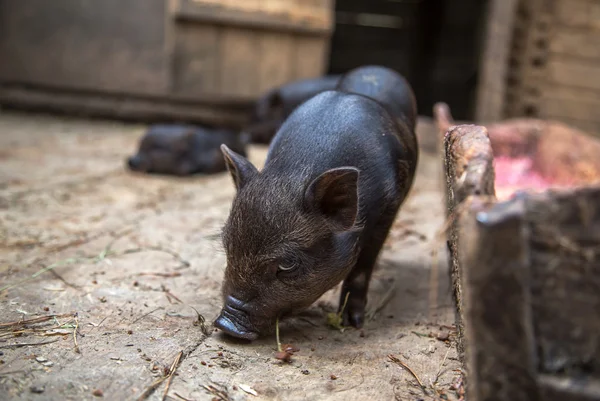 Cerdos pequeños en la granja — Foto de Stock