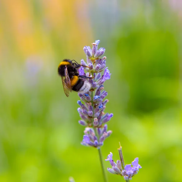 Bumblebee sentado em uma flor — Fotografia de Stock