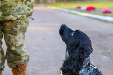 Bir asker ile sınır köpek