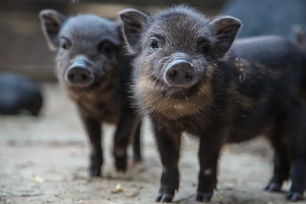 Cerdos pequeños en la granja — Foto de Stock