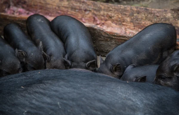 Sembrar alimentar a los cerdos — Foto de Stock